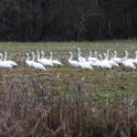 Snow Geese 1